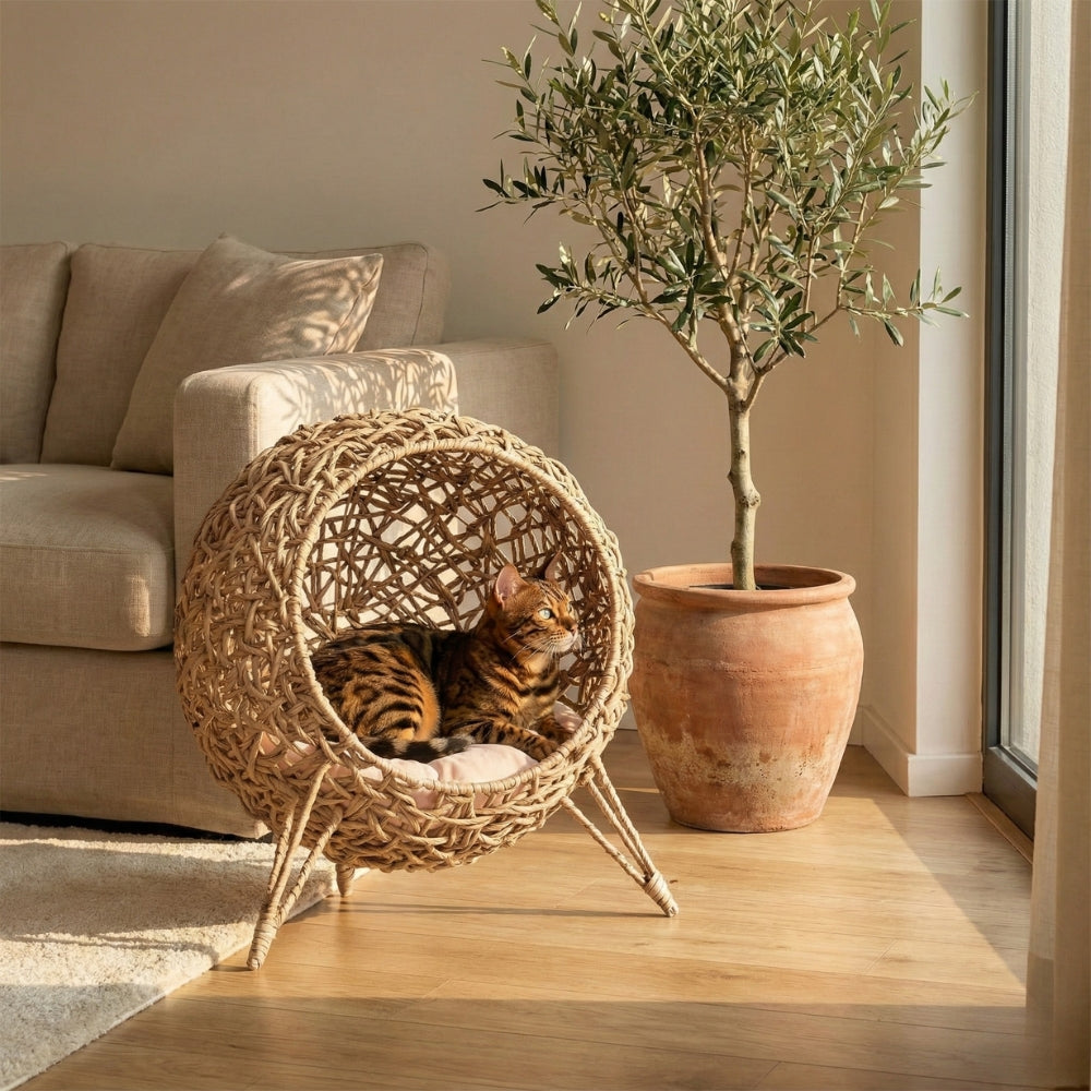 Grotte chat rotin luxe dans salon décoration bohème