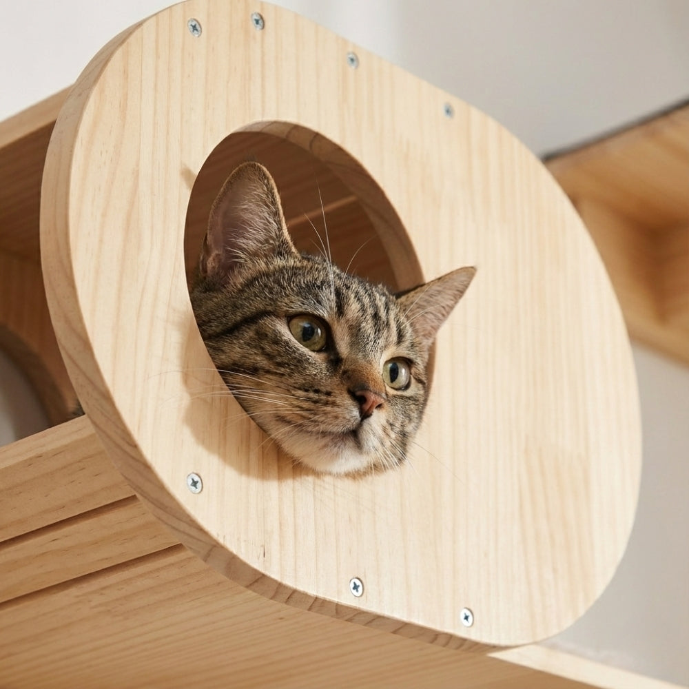 Tunnel mural chat panoramique bois pour observation hauteur.